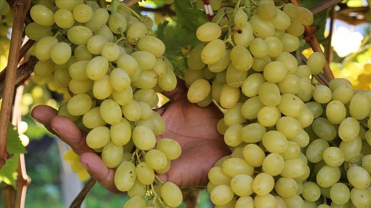 Hangi besinler hangi organa iyi geliyor! Düzenli tüketildiğinde kalbin şifası olan o besin… 6