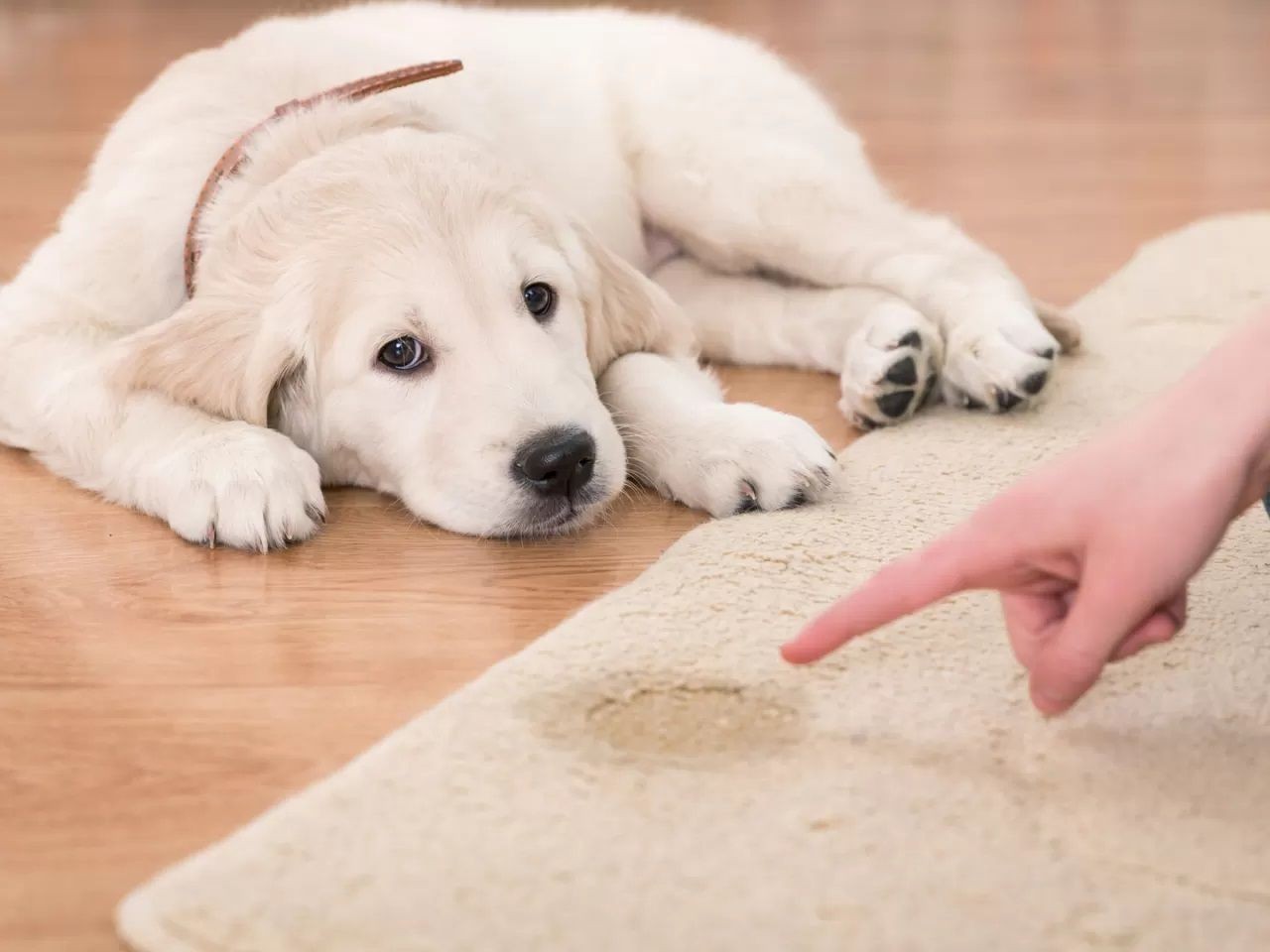 Köpeklerde Tuvalet Eğitimi Nasıl Verilir? 1