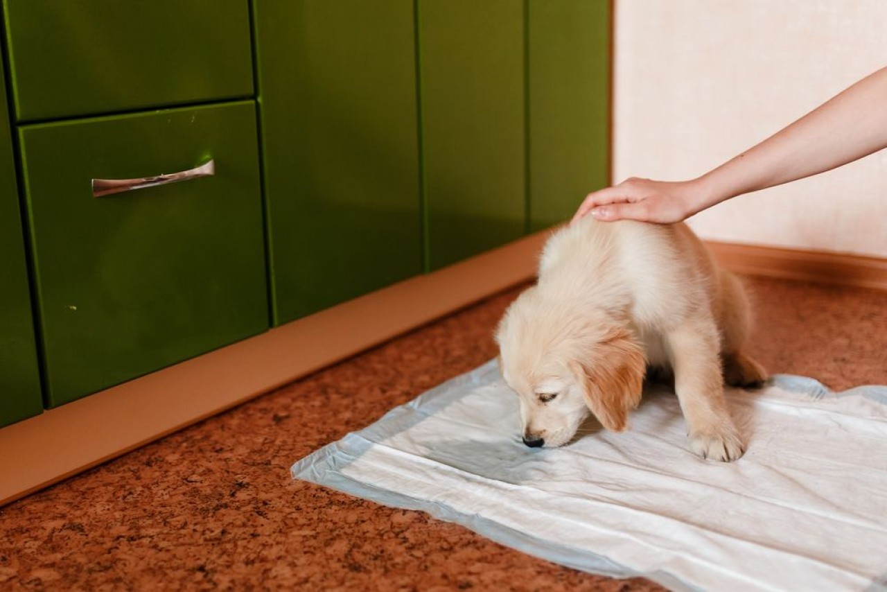 Köpeklerde Tuvalet Eğitimi Nasıl Verilir? 3