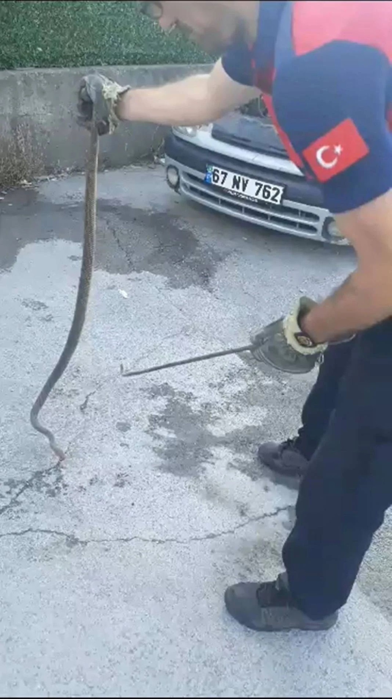 Şok Edici Olay: Otomobilin Motorunda Ortaya Çıktı Herkesi Şaşkına Çevirdi! 4