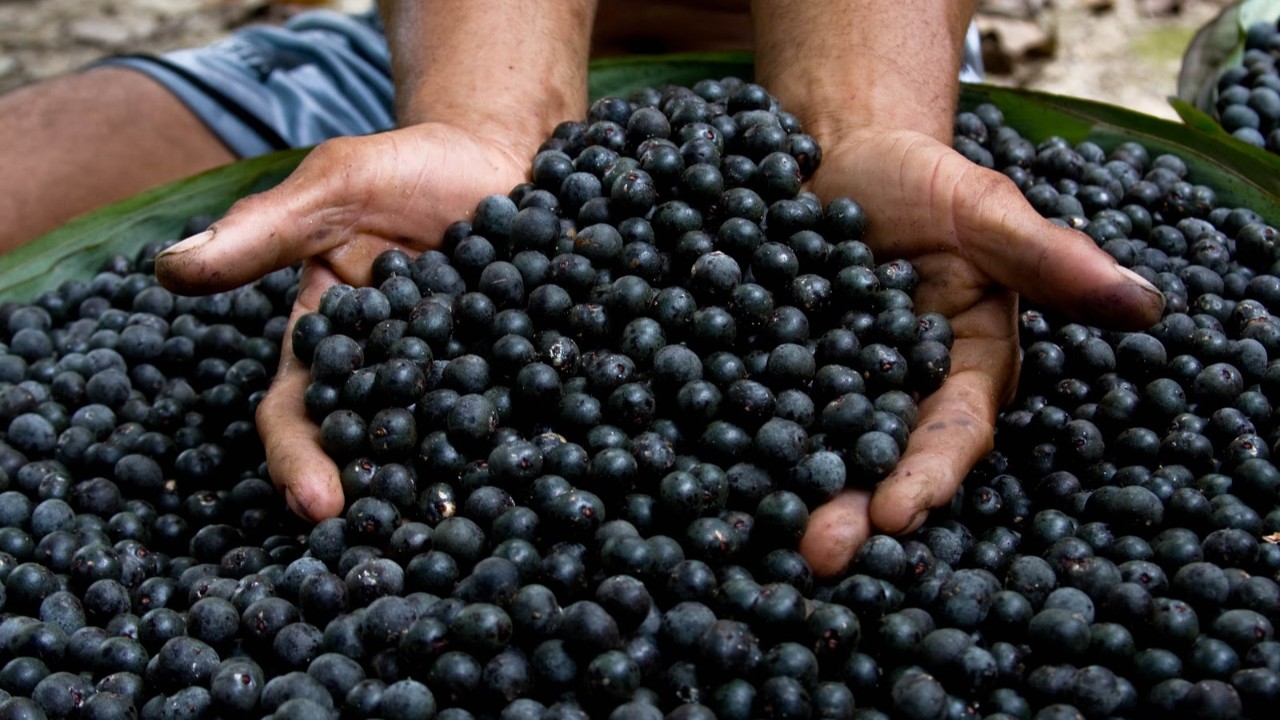 Meyve dünyasının gizemli hazinesi! Portakaldan daha yüksek C vitamini içeriğine sahip bir meyve!  Acai nasıl bir meyvedir? Acai nerede yetişir? Acainin faydalari nelerdir?