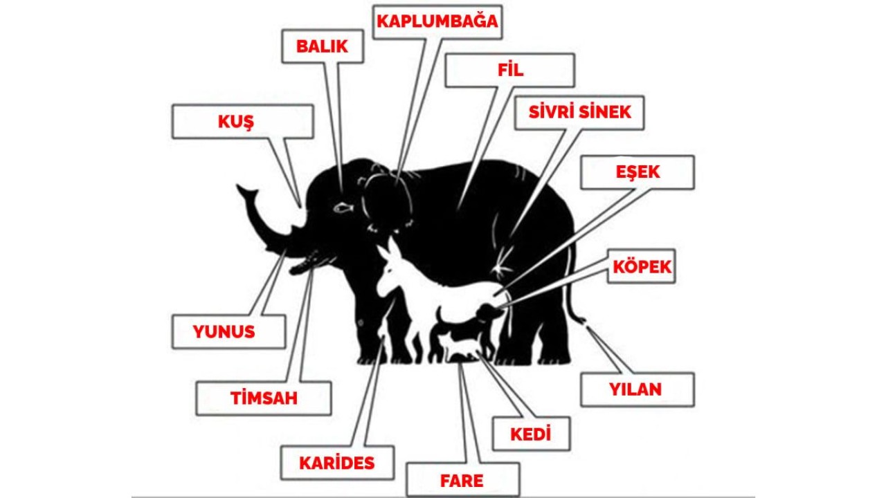 Resimdeki hayvanların kaç tane olduğunu 1 haftadır bilen çıkmadı! Cevabı 15 saniyede bulanların IQ seviyesi en az 160! 3
