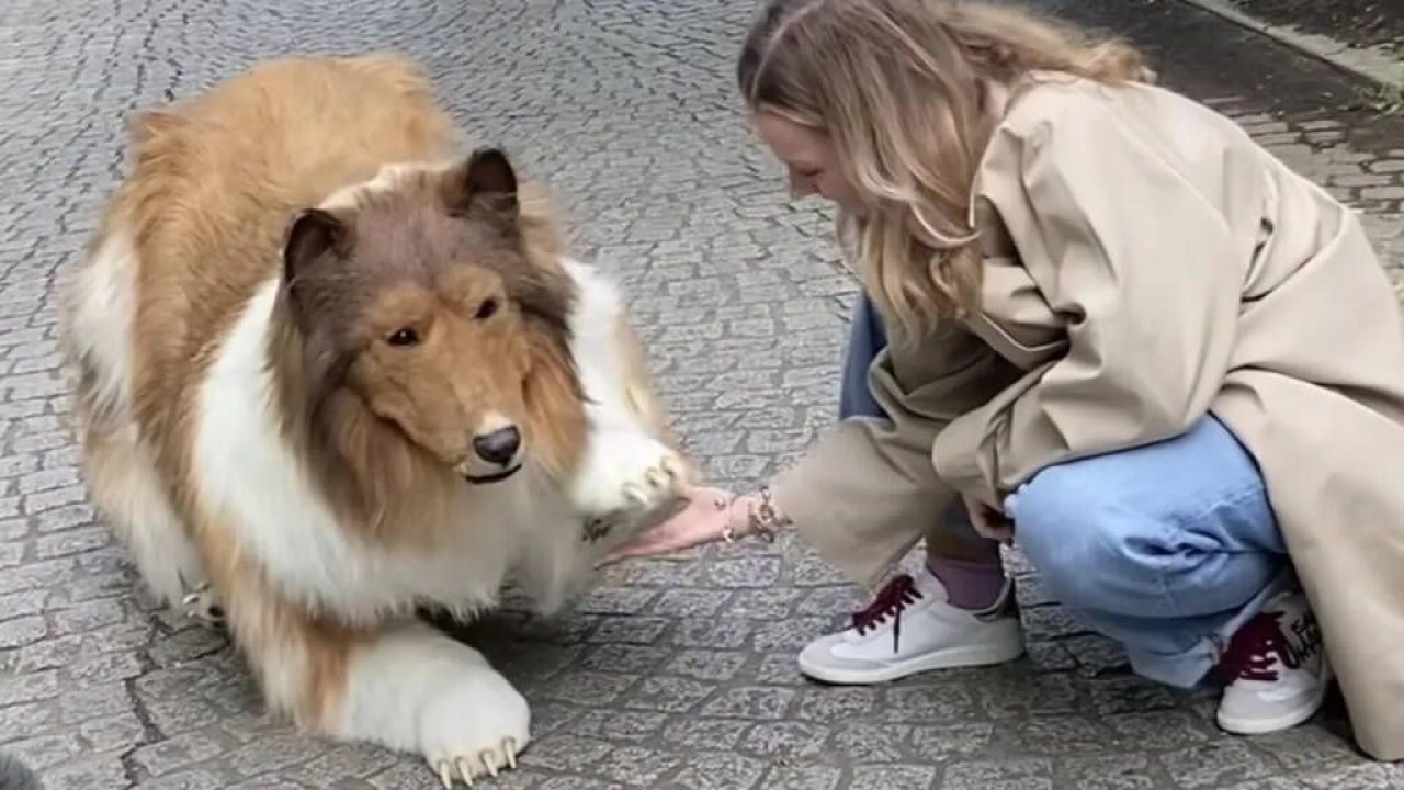 22 bin dolar verip köpek oldu: İnsan Köpek,  'hayvan olma' hayalini gerçekleştirerek sokakta ilk yürüyüşüne çıktı 2