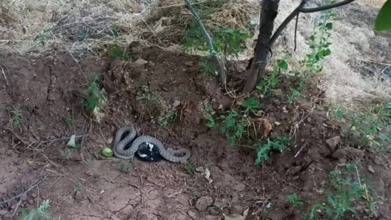 Burası Afrika değil Türkiye! Dev yılan kargayı yakaladığı gibi... Görenlerin ağzı açık kaldı,  o ilimizde istila başladı! 4