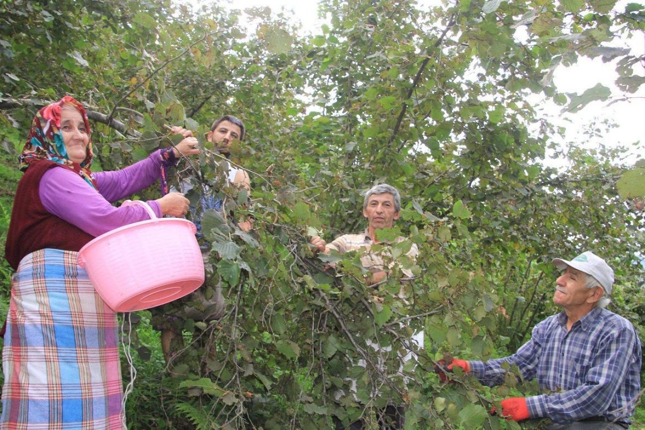 Sakarya,  Rize,  Samsun Trabzon,  Ordu ve Giresun için Günlük Yevmiyeler Açıklandı: Karadeniz'de Fındık İşçileri Alacakları Fiyatlar Belirlendi! 1