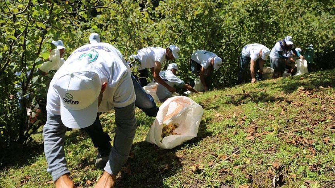 Sakarya,  Rize,  Samsun Trabzon,  Ordu ve Giresun için Günlük Yevmiyeler Açıklandı: Karadeniz'de Fındık İşçileri Alacakları Fiyatlar Belirlendi! 7