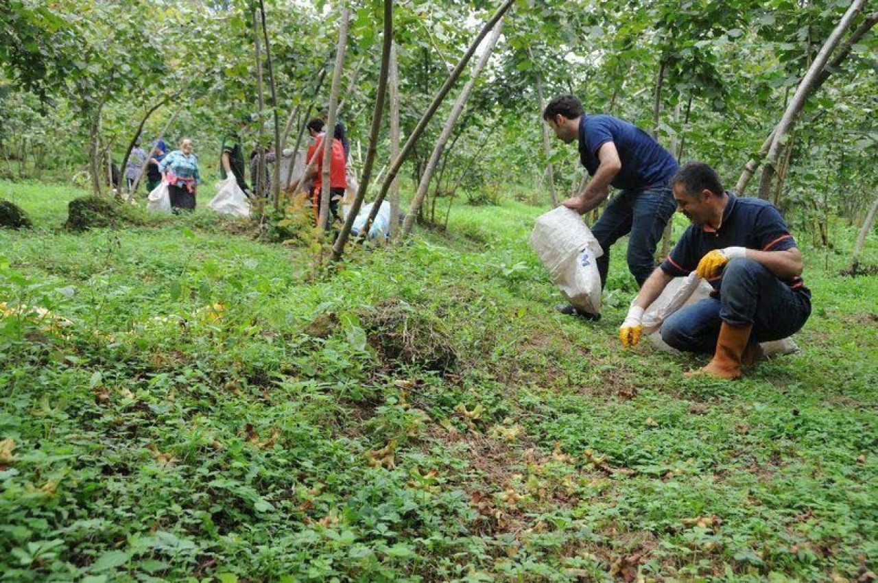 Sakarya,  Rize,  Samsun Trabzon,  Ordu ve Giresun için Günlük Yevmiyeler Açıklandı: Karadeniz'de Fındık İşçileri Alacakları Fiyatlar Belirlendi! 4