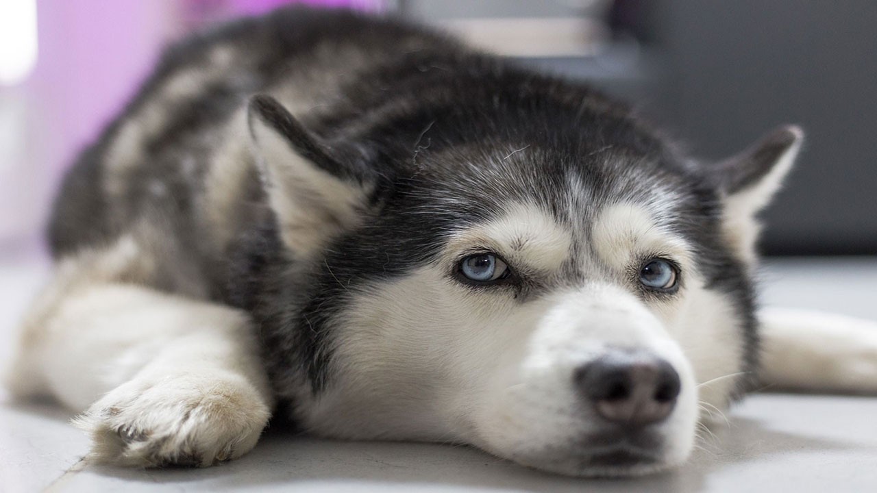 İstanbul'da kaybolan köpek Edirne'de bulundu! Edirne'de şaşırtan olay!