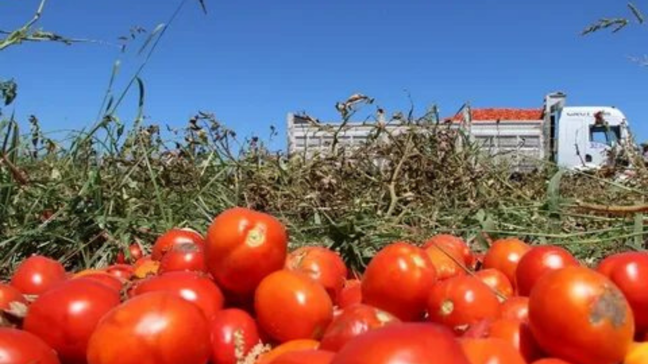 Domates Salçası Fiyatları Açıklandı: Kırıkkale Domates Salçasında Güncel Fiyatlar Belirlendi