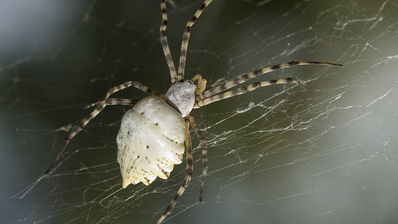 Tehlikeli tür o ilimizde ortaya çıktı! Dünya'nın en zehirli örümcekleriği "Argiope Lobata'' o ilimizde görüldü: Halk korku içinde! İstila başladı