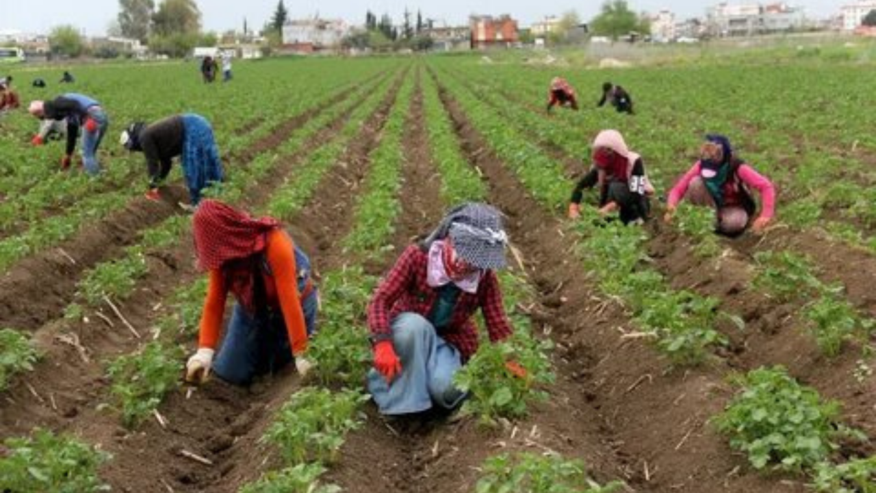 Tarımsal üretimde yeni dönem: Çiftçiler artık izin almak zorunda..