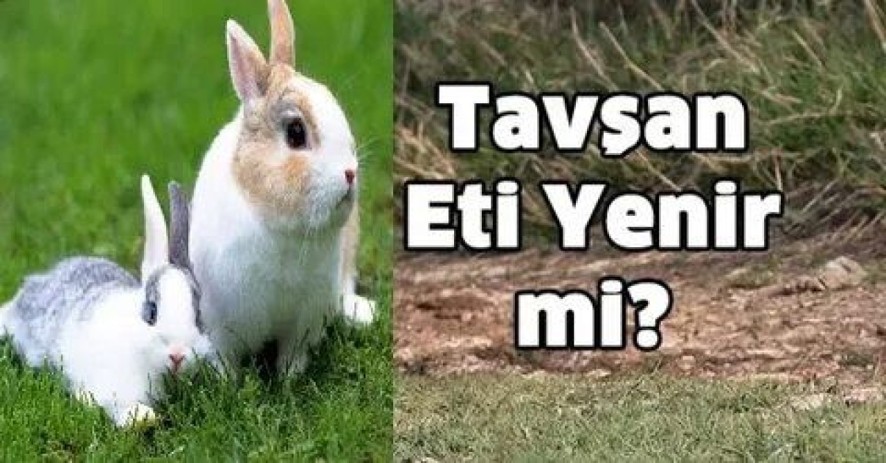 Tavşan eti helal mi? Peygamber Efendimiz yemedi mi? Tavşan eti yemek üzerine rivayetler doğru mu? 1