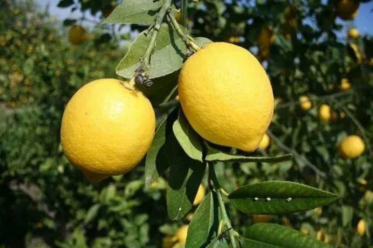 Uyurken Yanınıza Limon Koymanın ve Limon Aroması Kullanmanın Faydaları 1