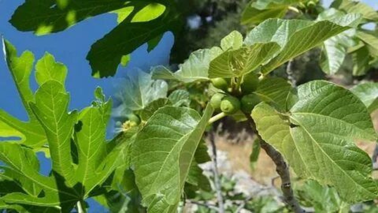 Şeker hastalığı ile kalp krizi riskini azaltan efsane bir ürün.. Doğadaki doğal ve en güçlü insülin! 1