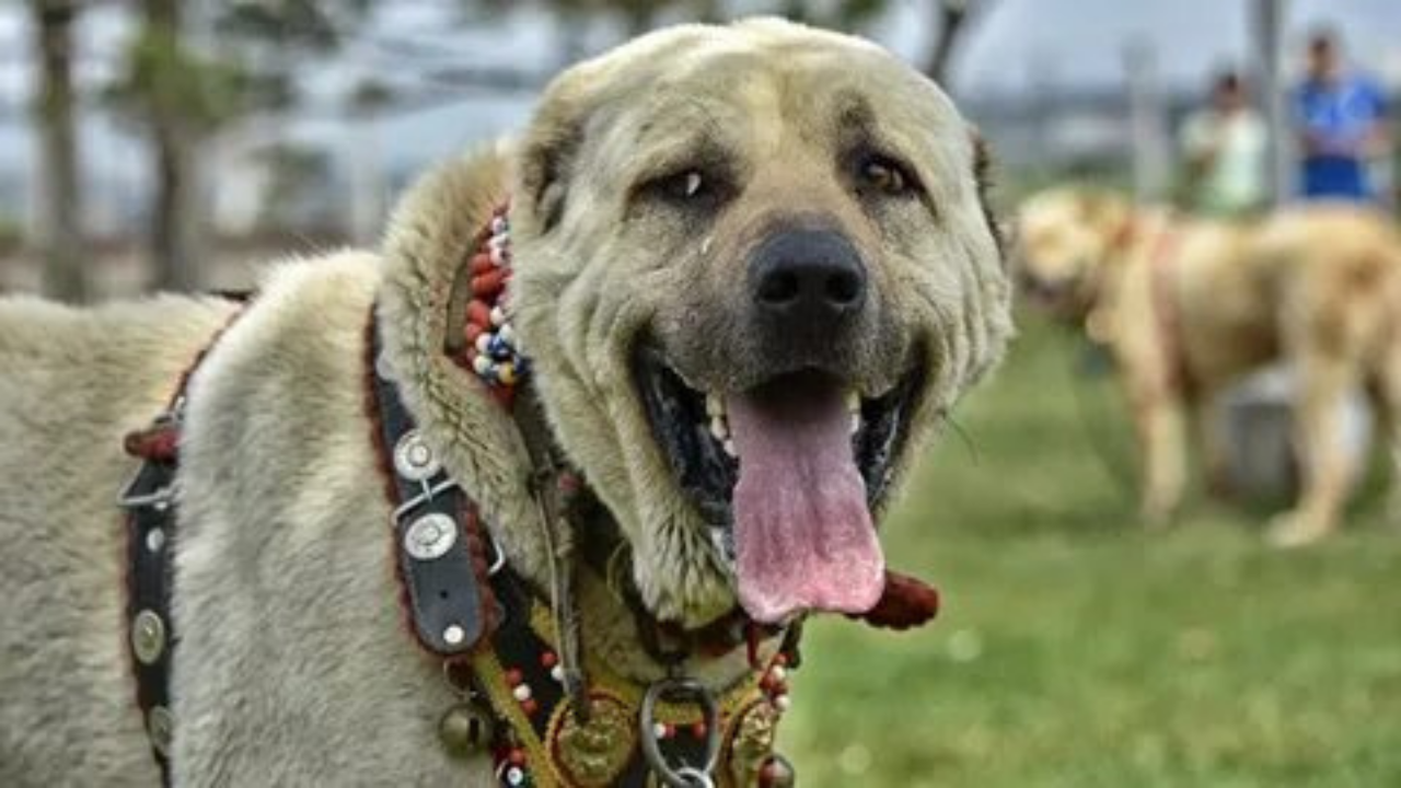 Türk Malaklısı Avrupa'ya ün saldı.. Dev köpek her gün 4 tam tavuğu yiyor! Köpeğin aylık masrafı dudak uçuklatıyor...