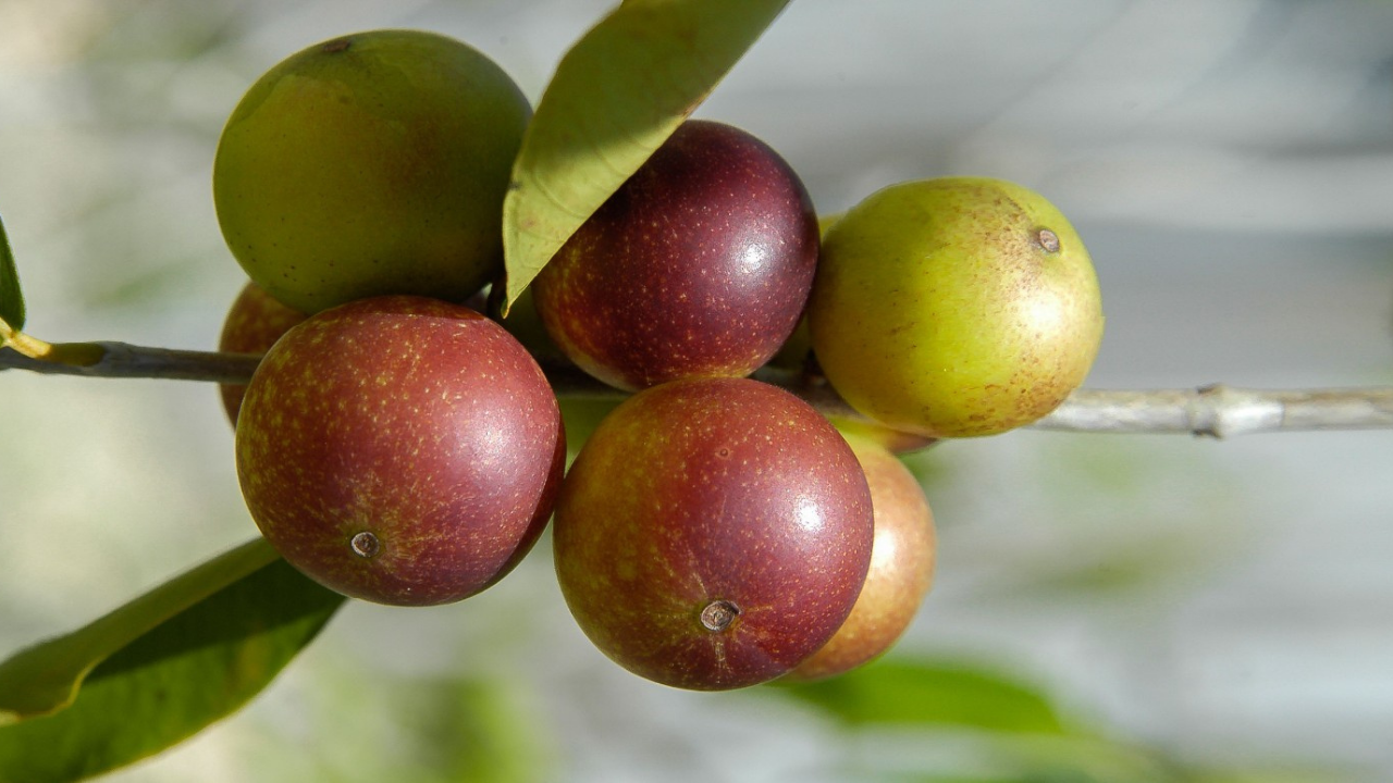 Camu camu meyvesi: Limondan 60 kat daha fazla c vitamini içeren süper meyve!