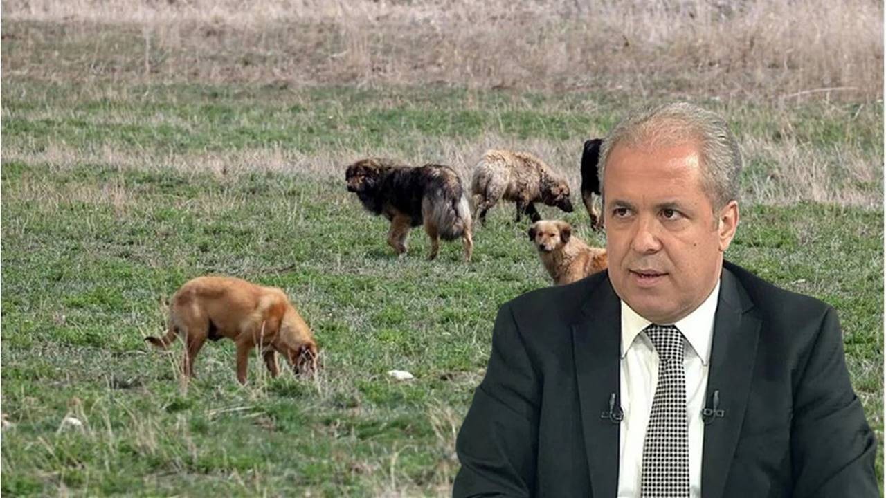 Şamil Tayyar’dan ‘Sokak Köpeği Sorunu’na Dikkat Çekici Öneri