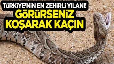 Engerek yılanı dehşet saçtı! Elazığ ve Kocaeli'de dev yılan dehşet saçtı,  ısırığıyla biçti geçti İstila başladı