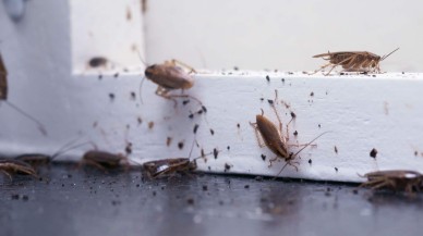 Mutfağa koyup gidin koşa koşa kaçacaklar: Hamam böceklerinin kökünü kurutan yöntem!