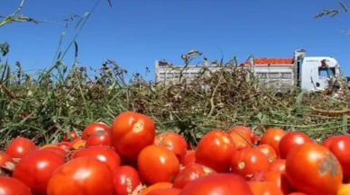 Domates Salçası Fiyatları Açıklandı: Kırıkkale Domates Salçasında Güncel Fiyatlar Belirlendi