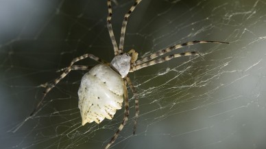 Tehlikeli tür o ilimizde ortaya çıktı! Dünya'nın en zehirli örümcekleriği "Argiope Lobata'' o ilimizde görüldü: Halk korku içinde! İstila başladı