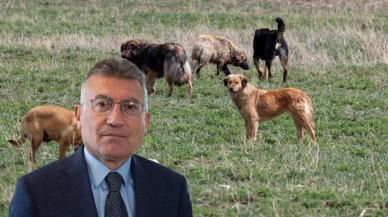 Sokak Köpekleri Nasıl Uyutulacak? Yasada Uyutma Ötanazi Olarak Geçecek