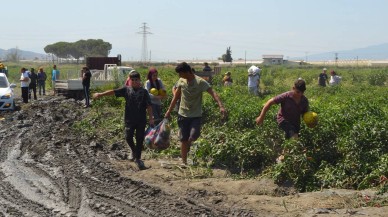 600 Ton Kavun ve Karpuzu Ücretsiz Dağıttılar! Duyanlar Tarlaya Koştu