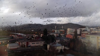 Tunceli Tekirdağ Malatya Elâzığ dikkat: İstila büyüye büyüye kapıya dayandı ne şehir ne köy bırakacak! Hayvan değil canavar