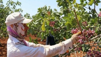 Antep fıstığında verim ve fiyat memnun ediyor: Hasat başladı,  kilosu 110 TL!