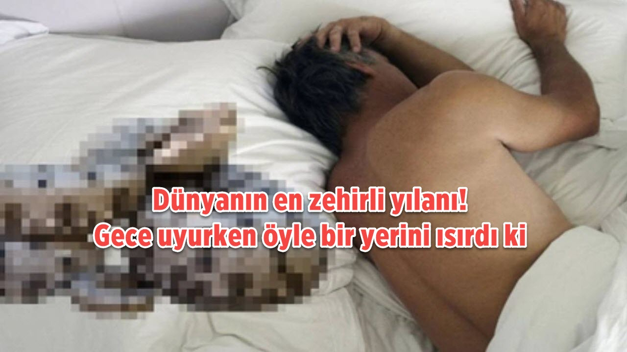 Gece yarısı çadırın içine giren dev zehirli yılan öyle bir yerinden soktu ki... Sabah uyandığında şok oldu